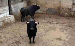 Los toros de Sánchez Urbina ya esperan a “Paquirri”, “El Fandi” y “Clemente” 1