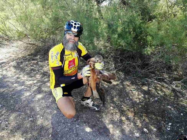 Club de bicicleta Verano Azul de Alcázar rescata un milano herido