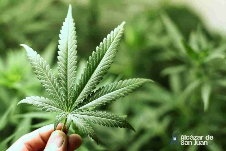 Condenados a 5 y 2 años de prisión por cultivar marihuana