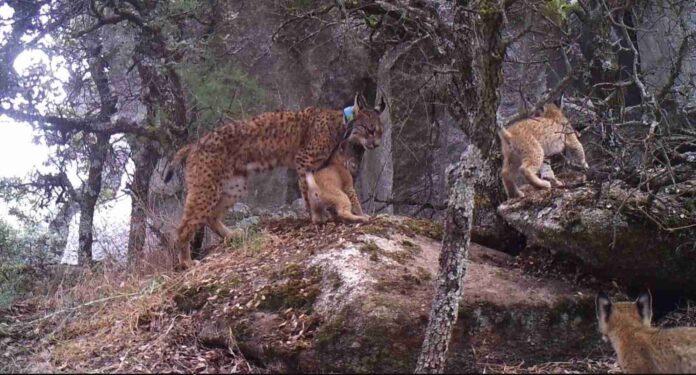 Lince Luna con cachorros