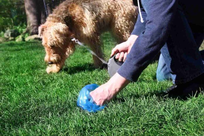 recogida excrementos perros