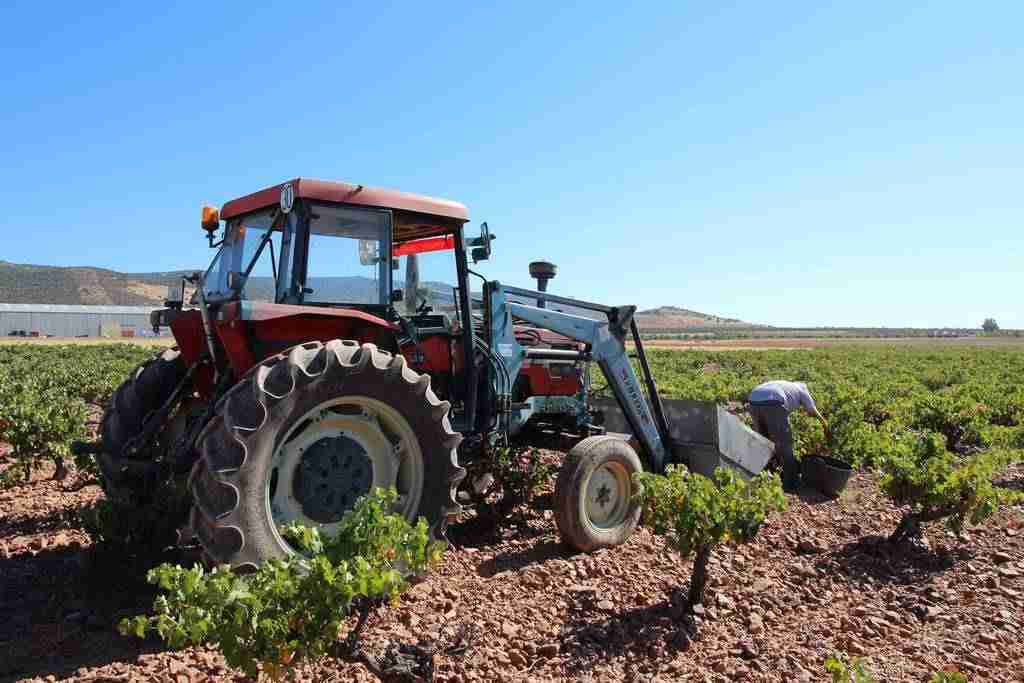 La vendimia se adelanta hasta 20 días para algunas variedades. 3