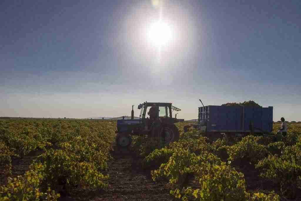 DO La Mancha en el tramo final de vendimia con la blanca airén 79