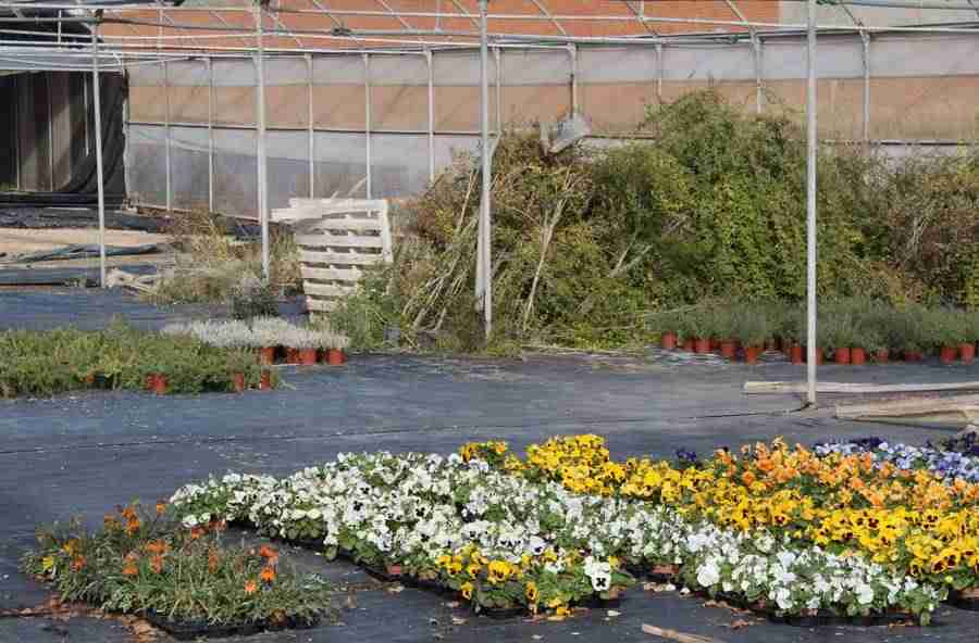 Curso de jardinería para personas con enfermedad mental 1