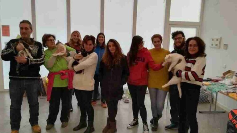 La Asociación Animalcázar organiza una jornada para fomentar la adopción de gatos