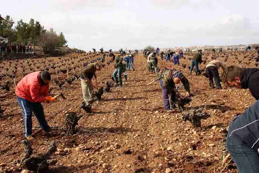Unas 70 personas participan en el V Concurso Regional de Poda de Viñedo en Vaso 1
