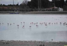 El Complejo Lagunar de Villafranca empiezan a recibir agua 3 El Complejo Lagunar de Villafranca empiezan a recibir agua 3