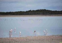 El Complejo Lagunar de Villafranca empiezan a recibir agua 2 El Complejo Lagunar de Villafranca empiezan a recibir agua 2