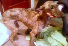 Rescatado un galgo dentro de un contenedor en Herencia 1