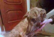 Rescatado un galgo dentro de un contenedor en Herencia 2