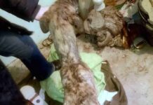 Rescatado un galgo dentro de un contenedor en Herencia 3