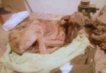 Rescatado un galgo dentro de un contenedor en Herencia 4