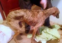 Rescatado un galgo dentro de un contenedor en Herencia 5