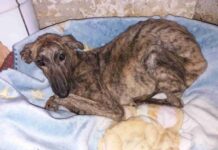 Rescatado un galgo dentro de un contenedor en Herencia 6