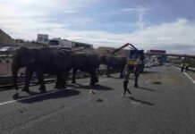 Un accidente con elefantes en la Autovía A-30 en Albacete 12