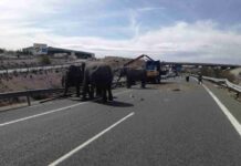 Un accidente con elefantes en la Autovía A-30 en Albacete 13
