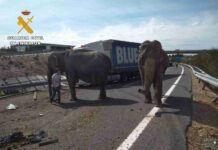 Un accidente con elefantes en la Autovía A-30 en Albacete 14