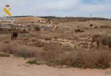 Un accidente con elefantes en la Autovía A-30 en Albacete 15