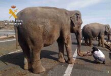 Un accidente con elefantes en la Autovía A-30 en Albacete 16