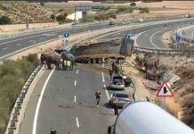 Un accidente con elefantes en la Autovía A-30 en Albacete 3