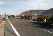 Un accidente con elefantes en la Autovía A-30 en Albacete 4