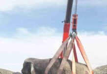 Un accidente con elefantes en la Autovía A-30 en Albacete 8