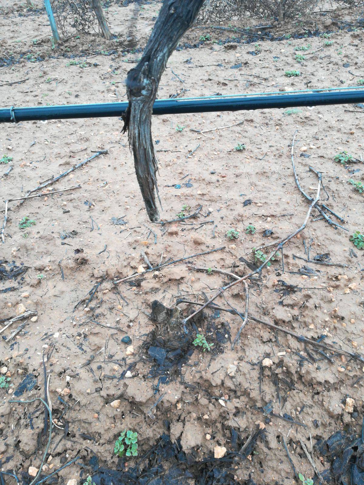 Tractoradas para mostrar las quejas ante la ineficacia de las medidas tomadas respecto a la plaga de conejos 3 Tractoradas para mostrar las quejas ante la ineficacia de las medidas tomadas respecto a la plaga de conejos 3