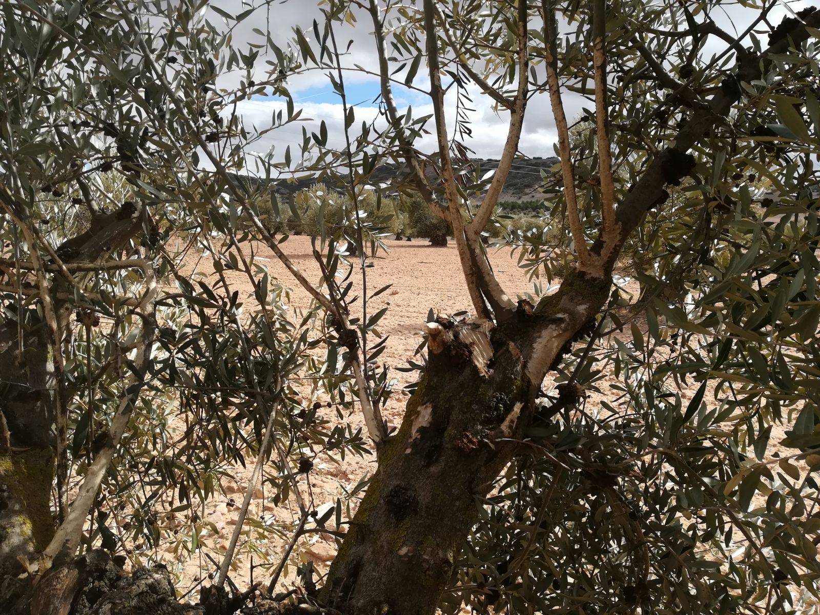 Tractoradas para mostrar las quejas ante la ineficacia de las medidas tomadas respecto a la plaga de conejos 4 Tractoradas para mostrar las quejas ante la ineficacia de las medidas tomadas respecto a la plaga de conejos 4