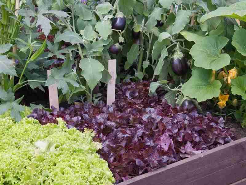 Claves para tener en tu jardín plantas sanas sin plagas y enfermedades 6
