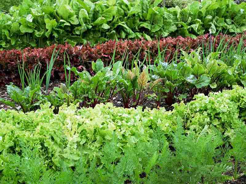 Claves para tener en tu jardín plantas sanas sin plagas y enfermedades 2