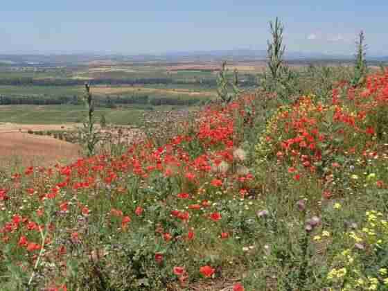 Tras las huellas del Cid Campeador, mito y realidad 35 Tras las huellas del Cid Campeador, mito y realidad 35