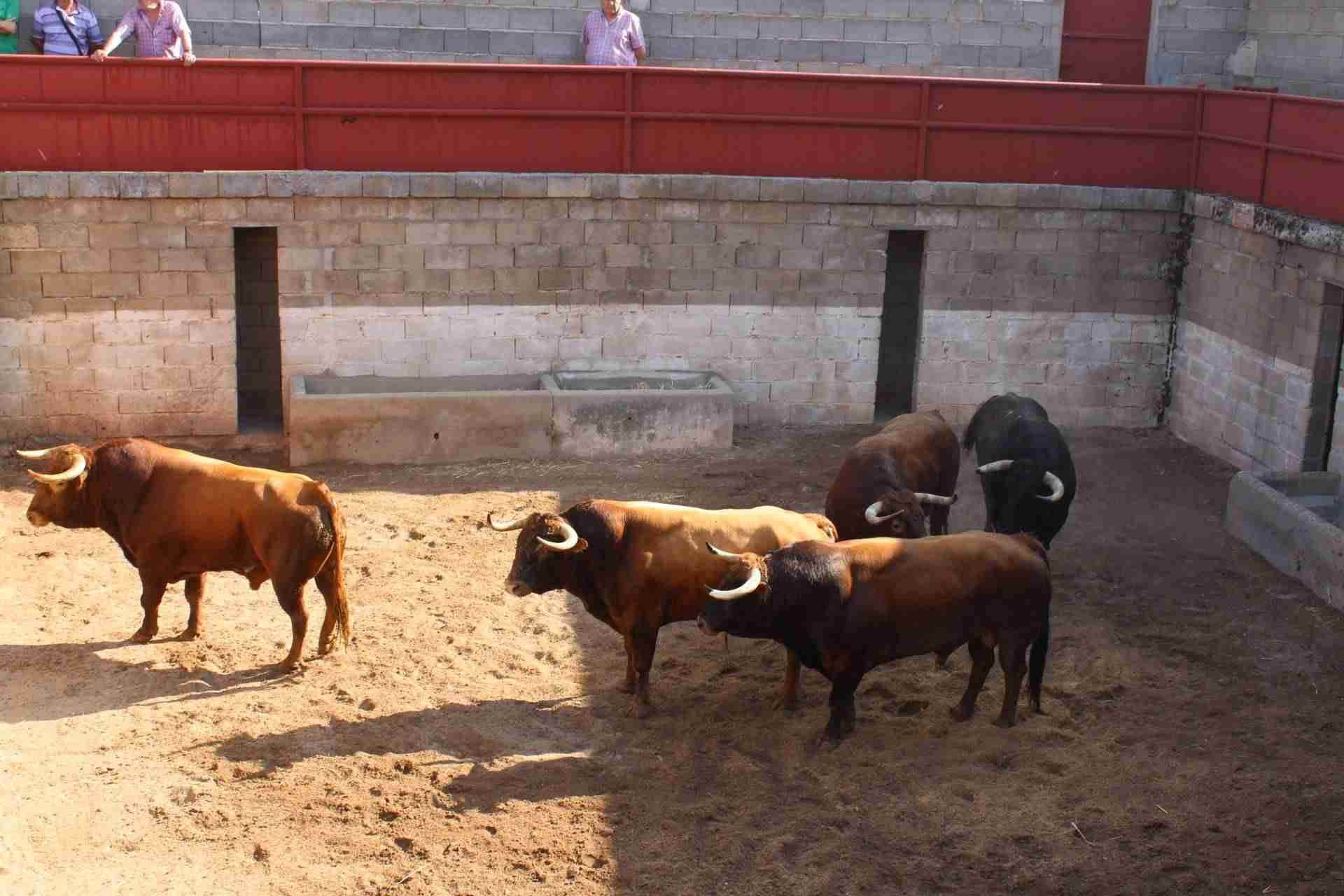 Los toros de la ganadería Las Monjas han desembarcado esta mañana en los corrales de la plaza de toros 1 Los toros de la ganadería Las Monjas han desembarcado esta mañana en los corrales de la plaza de toros 1