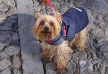 Alcázar celebró San Antón, el patrón de los animales 11