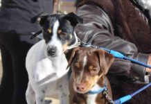 Alcázar celebró San Antón, el patrón de los animales 2