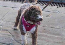 Alcázar celebró San Antón, el patrón de los animales 5