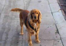 Alcázar celebró San Antón, el patrón de los animales 7