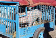 Alcázar celebró San Antón, el patrón de los animales 8