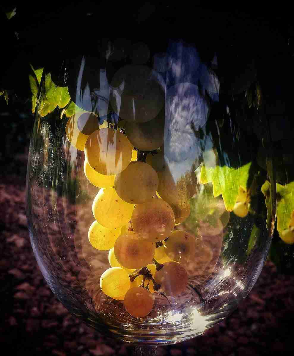 La valdepeñera Irene Caminero López se proclama ganadora del II Concurso de Fotografía de FENAVIN 2