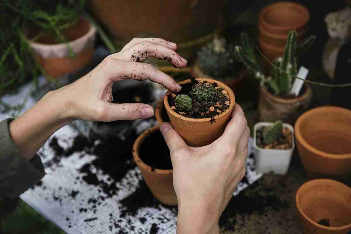 Cuidado de los cactus para que siempre decoren las estancias 4