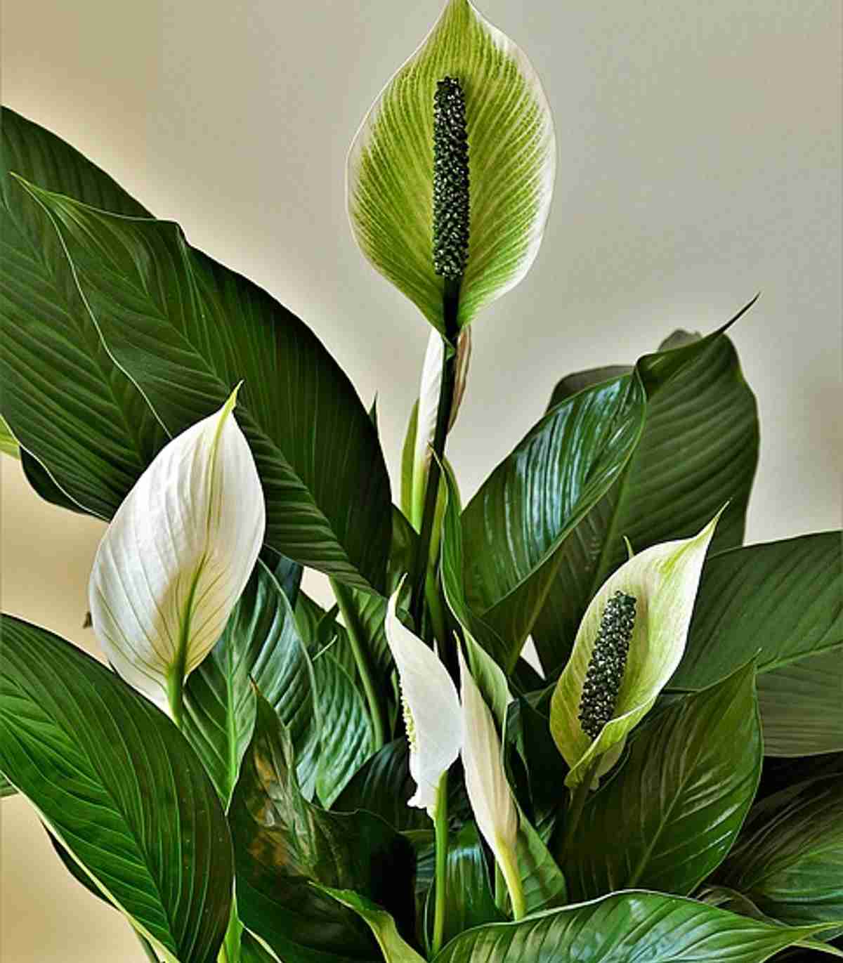 Decorar baños con plantas que son fáciles de mantener 2