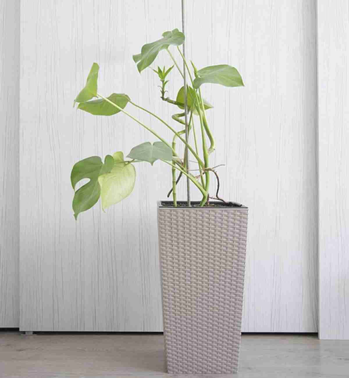 Decorar baños con plantas que son fáciles de mantener 1