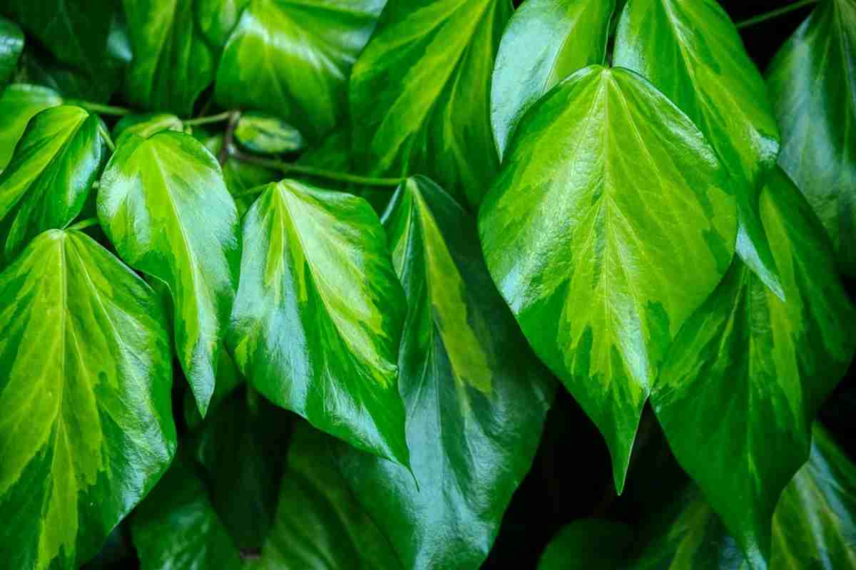 Decorar baños con plantas que son fáciles de mantener 4