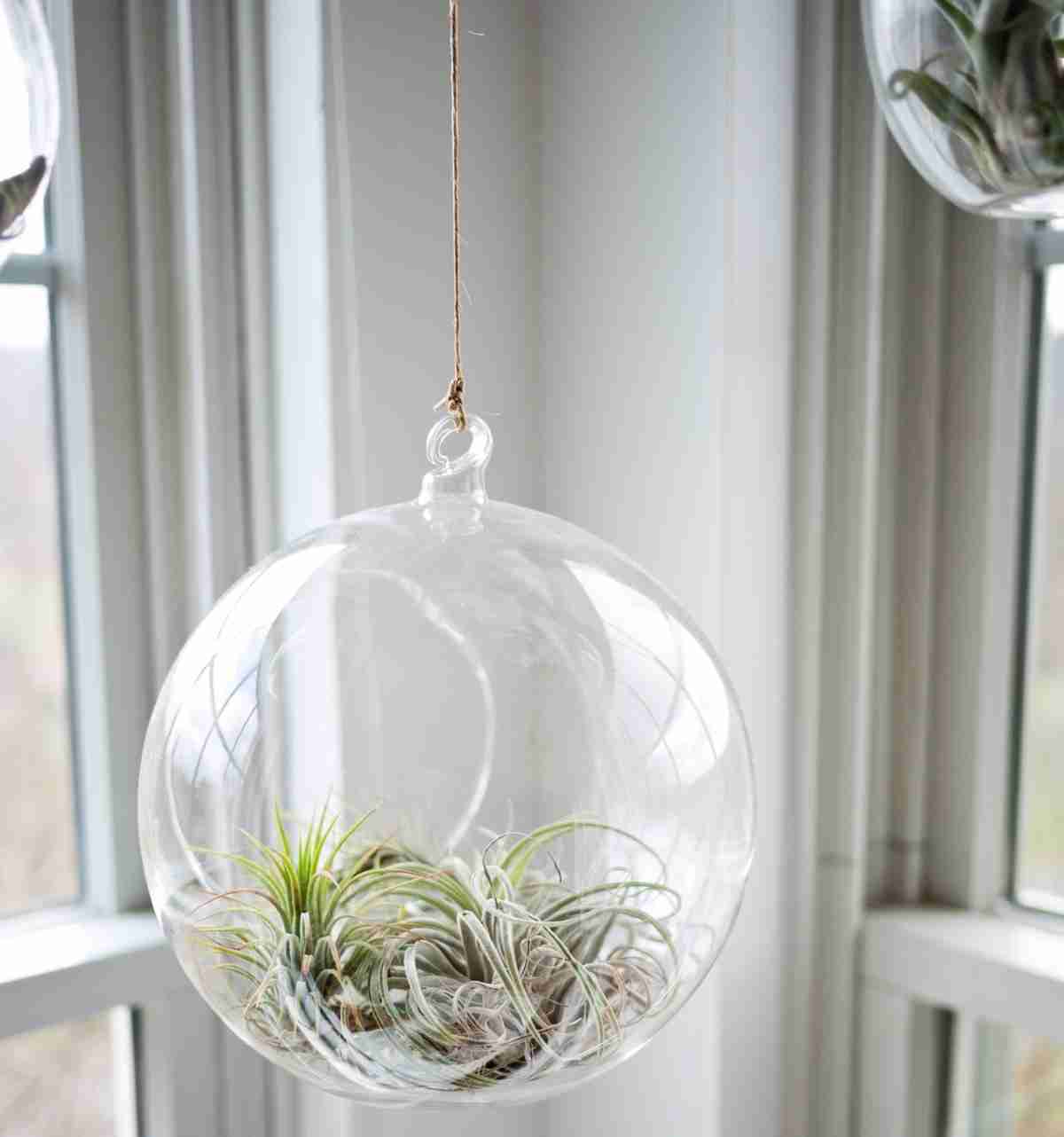 Decorar con plantas el salón con estas seis ideas ¡fantáticas! 6 Decorar con plantas el salón con estas seis ideas ¡fantáticas! 6