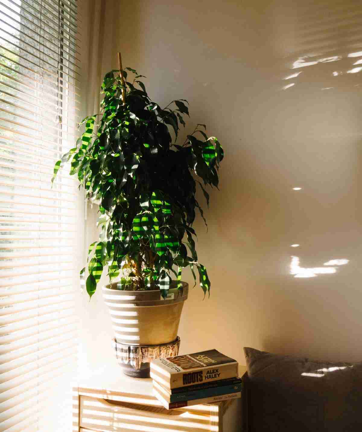 Decorar con plantas el salón con estas seis ideas ¡fantáticas! 1 Decorar con plantas el salón con estas seis ideas ¡fantáticas! 1