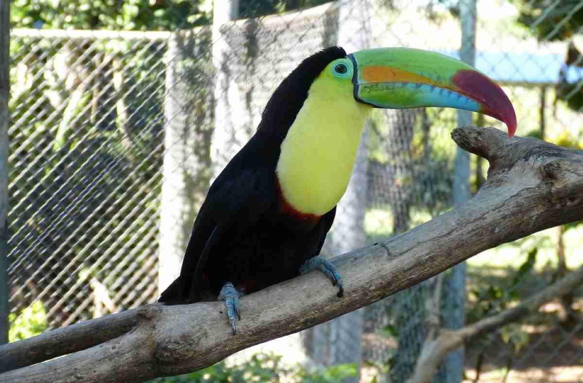 Costa Rica el nuevo destino de turismo de aventura en Centroamérica 7