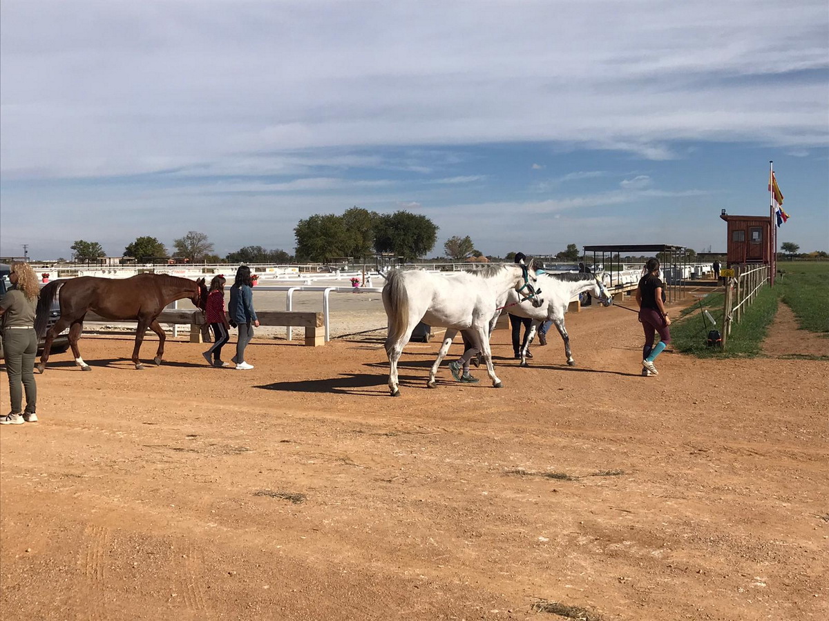 El Campeón de España en Concurso Completo de Equitación será elegido este fin de semana en Tomelloso 2 El Campeón de España en Concurso Completo de Equitación será elegido este fin de semana en Tomelloso 2