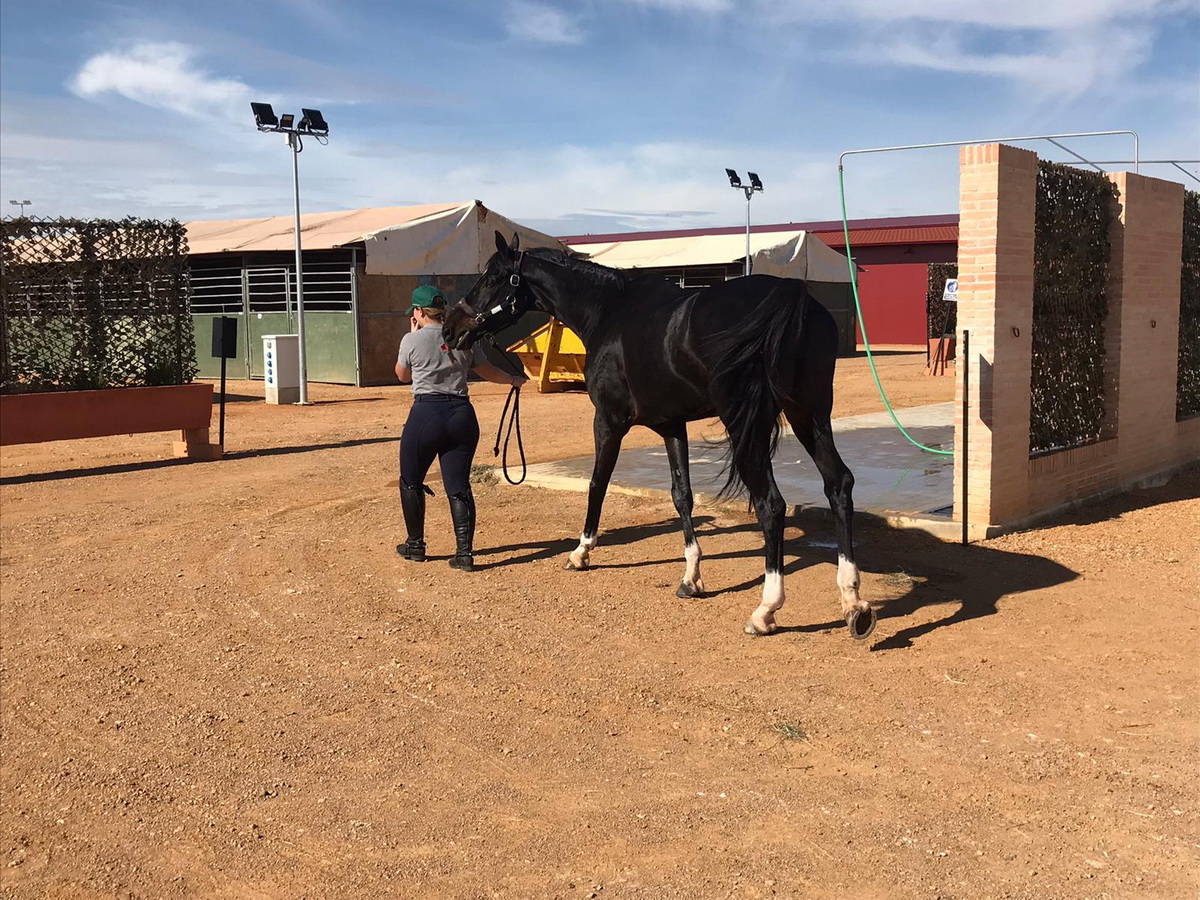 El Campeón de España en Concurso Completo de Equitación será elegido este fin de semana en Tomelloso 4 El Campeón de España en Concurso Completo de Equitación será elegido este fin de semana en Tomelloso 4