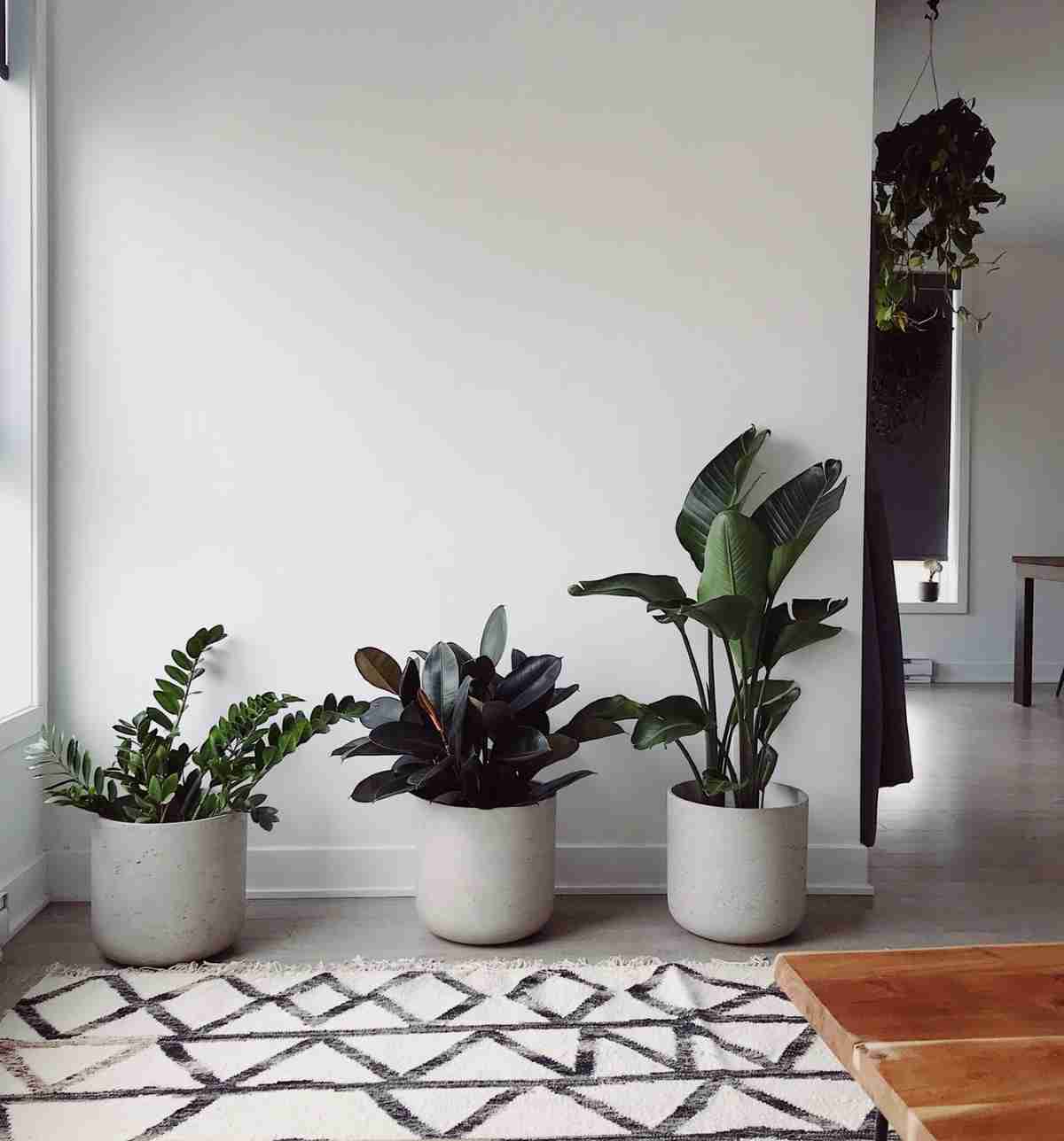 Ideas para colocar plantas de interior en casa 5 Ideas para colocar plantas de interior en casa 5
