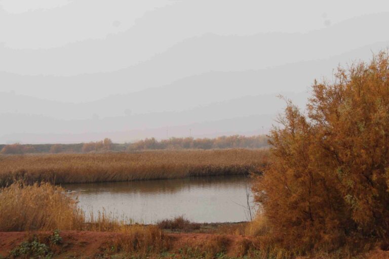 La reunión del grupo de trabajo de protección de la cerceta pardilla destaca el valor de estos humedales manchegos