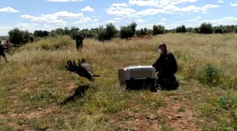 Castilla-La Mancha lleva a participación pública la revisión del plan de recuperación del águila imperial ibérica